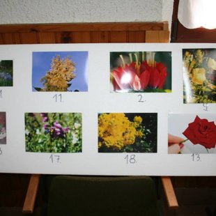 Virág fényképészeti pályázat (2013)